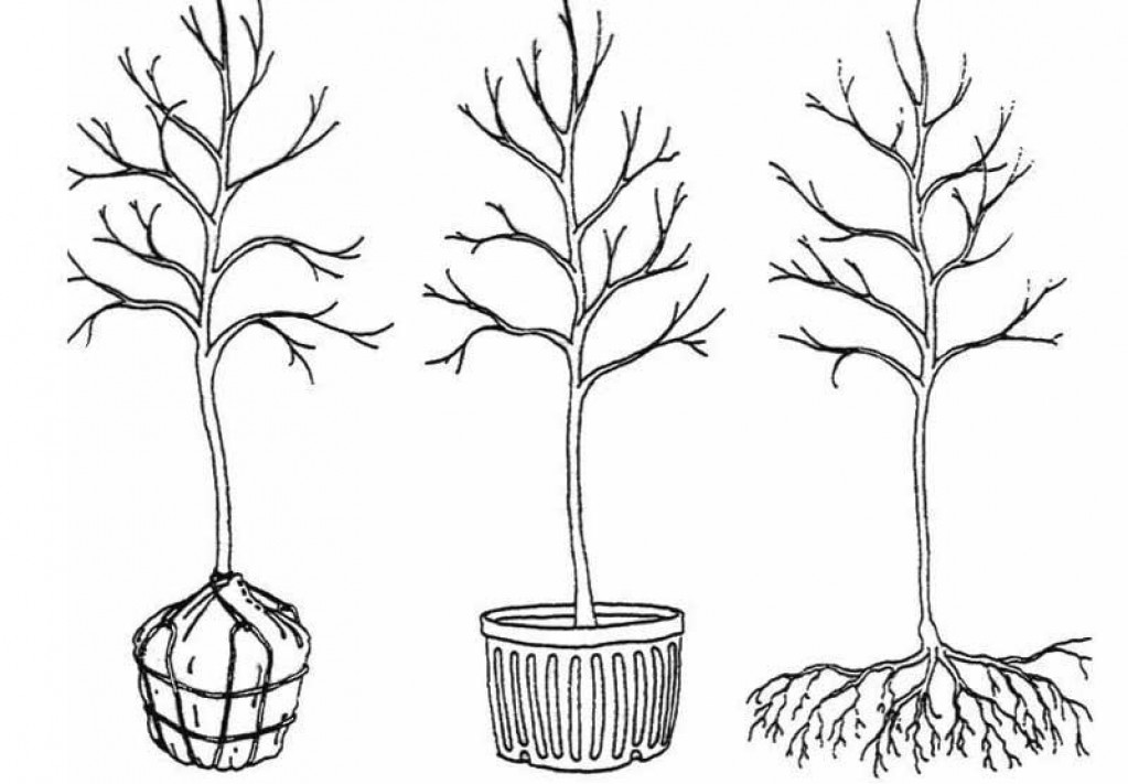 Planting Types - Potted