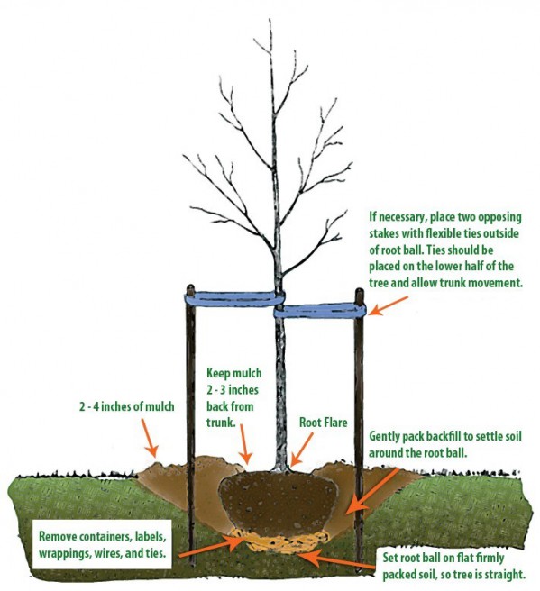 Tree Mulching Diagram