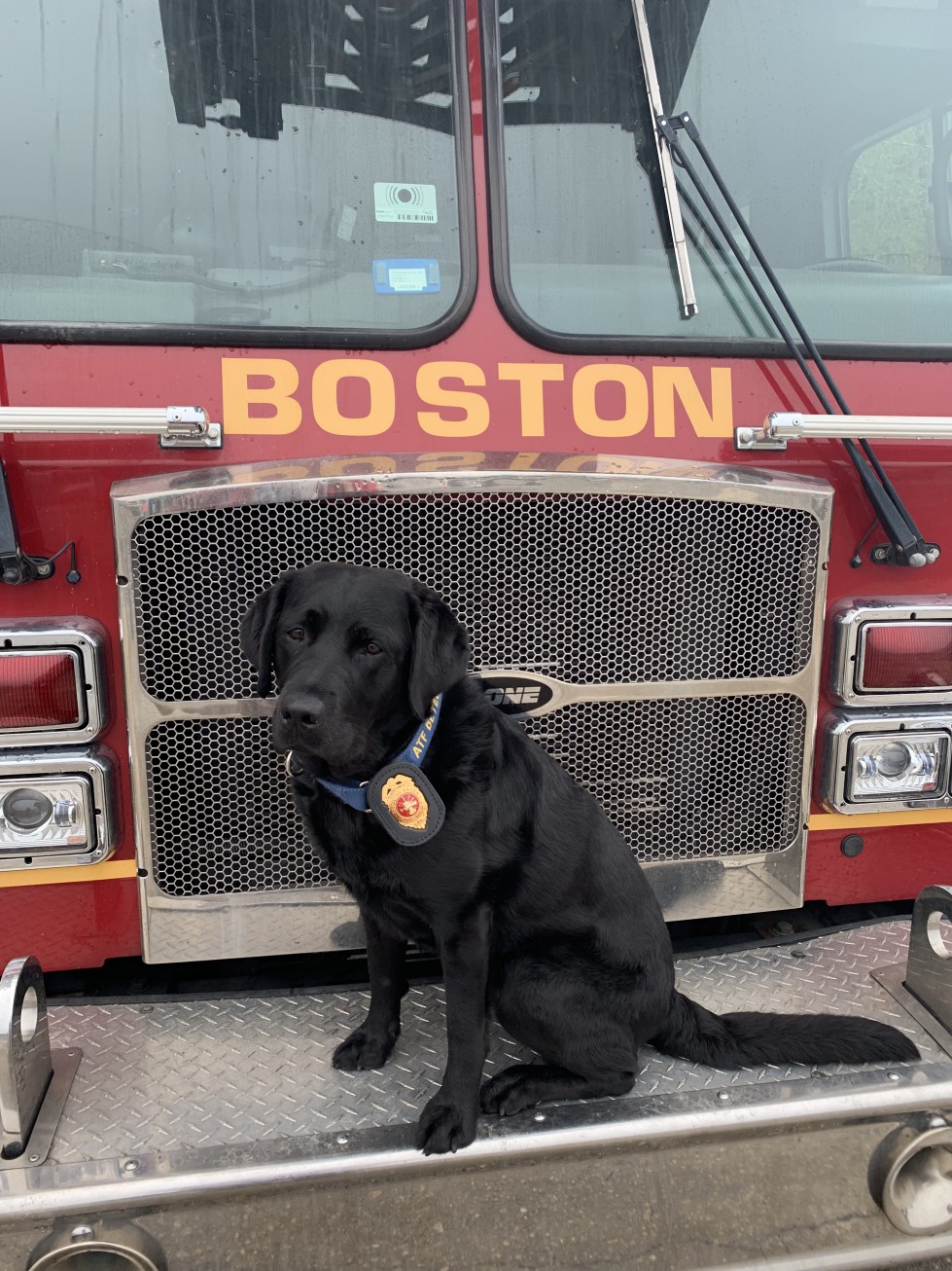 Millie Wins Top Dog Award