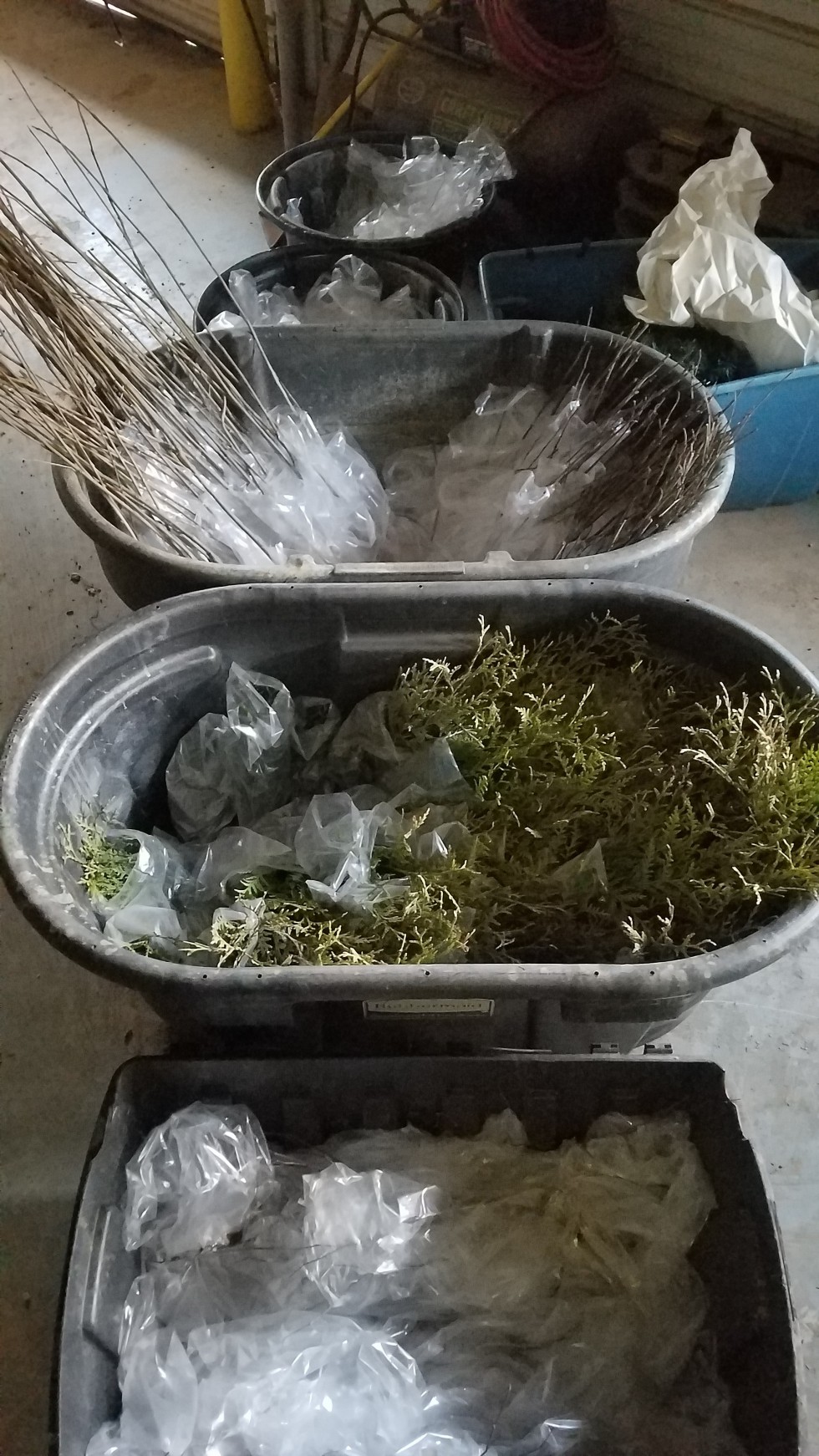 Arbor Day 2019
