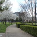 Arbor Day Foundation recognizes Bowling Green as a Tree City USA