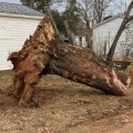 Special Tornado Tree Removal Services Offered