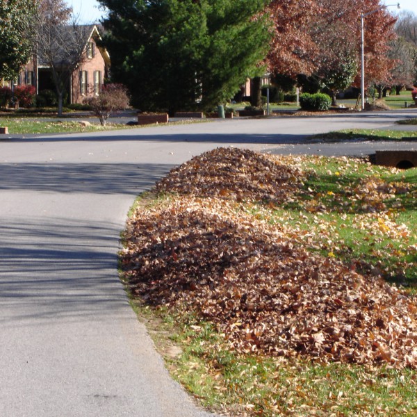 Right way to rake leaves