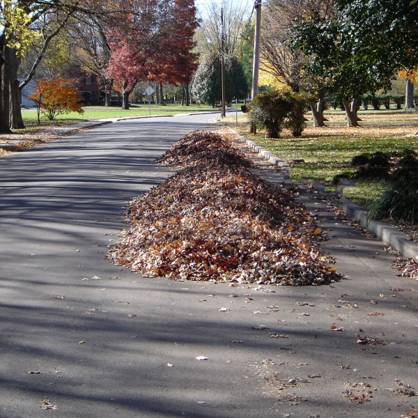 Wrong way to rake leaves