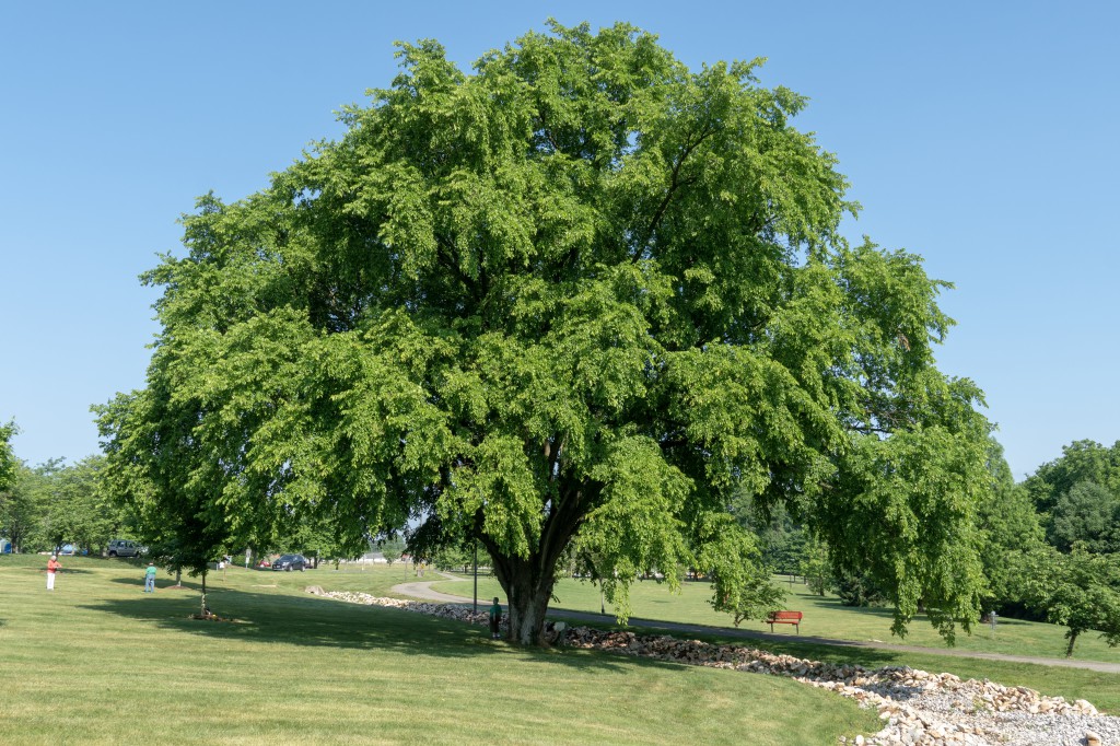 Big Trees of BG: Elm Tree at Preston Miller Park